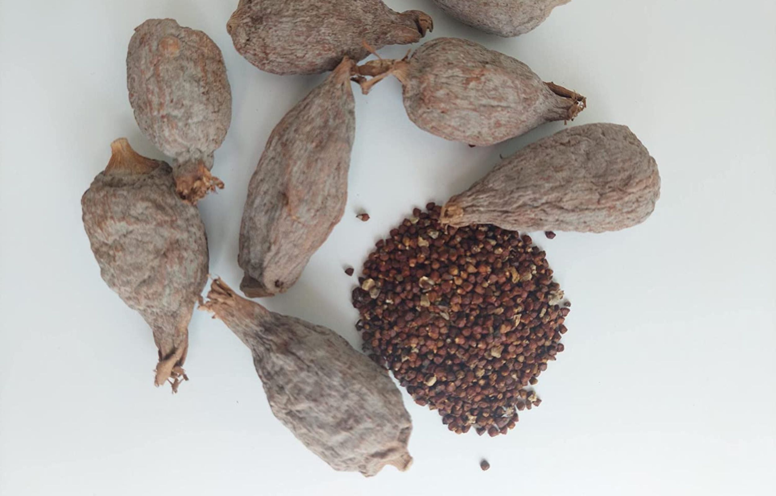 Alligator Pepper