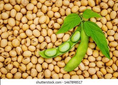 Soya Beans